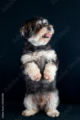Perrito de pie en fondo negro