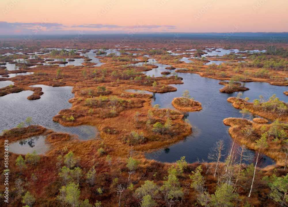 Swamp Yelnya in autumn on sunset landscape. Wild mire of Belarus. East European swamps and Peat Bogs. Ecological reserve in wildlife. Marshland with. Swampy land and wetland, marsh, bog.