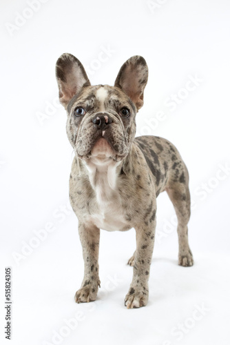 Bulldog francés ojos azules fondo blanco