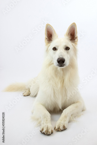 Perro pastor blanco, perro lobo