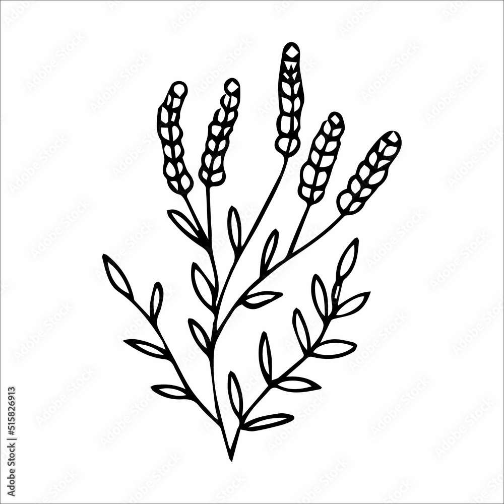 hand-drawn doodle plant element for floral design concept hand-drawn doodle plant element for floral design concept