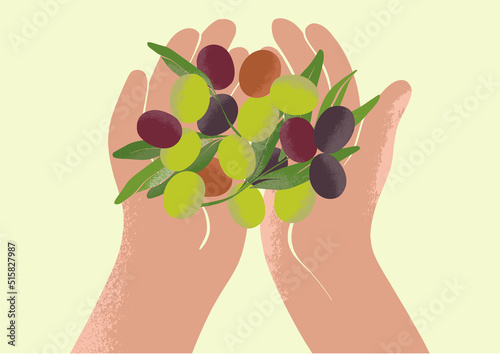 Hands holding a handful of ripe olives. Harvesting at a local farm. Botanical drawing in modern style. Fresh greens for ecological design.
