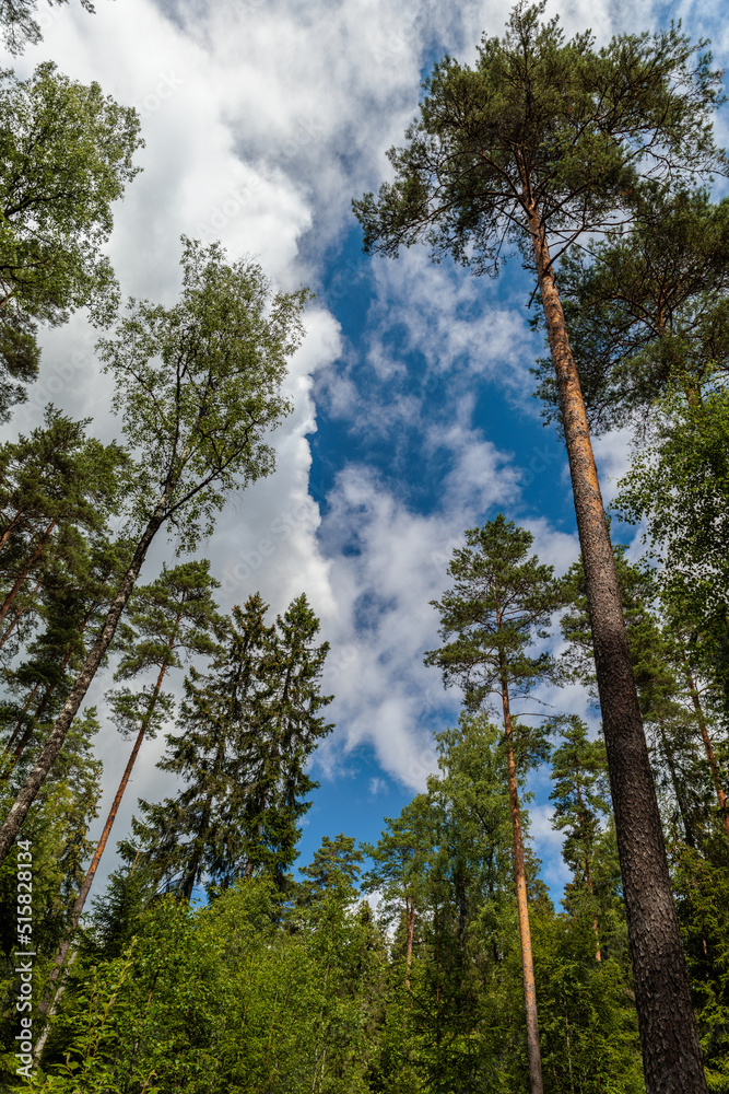 Fototapeta premium trees in the forest