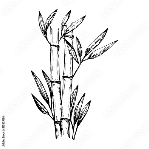 Sketch style hand drawn bamboo © chekiwart