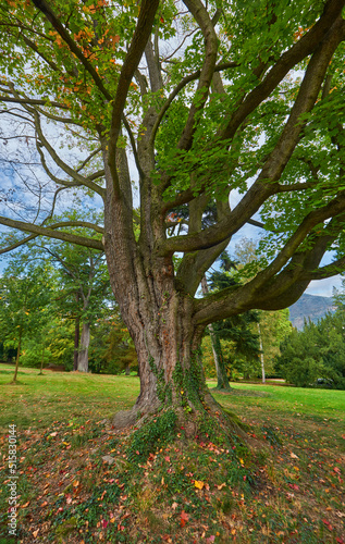 Old tree in the park of Velke Brezhno castle, Czech Republic
