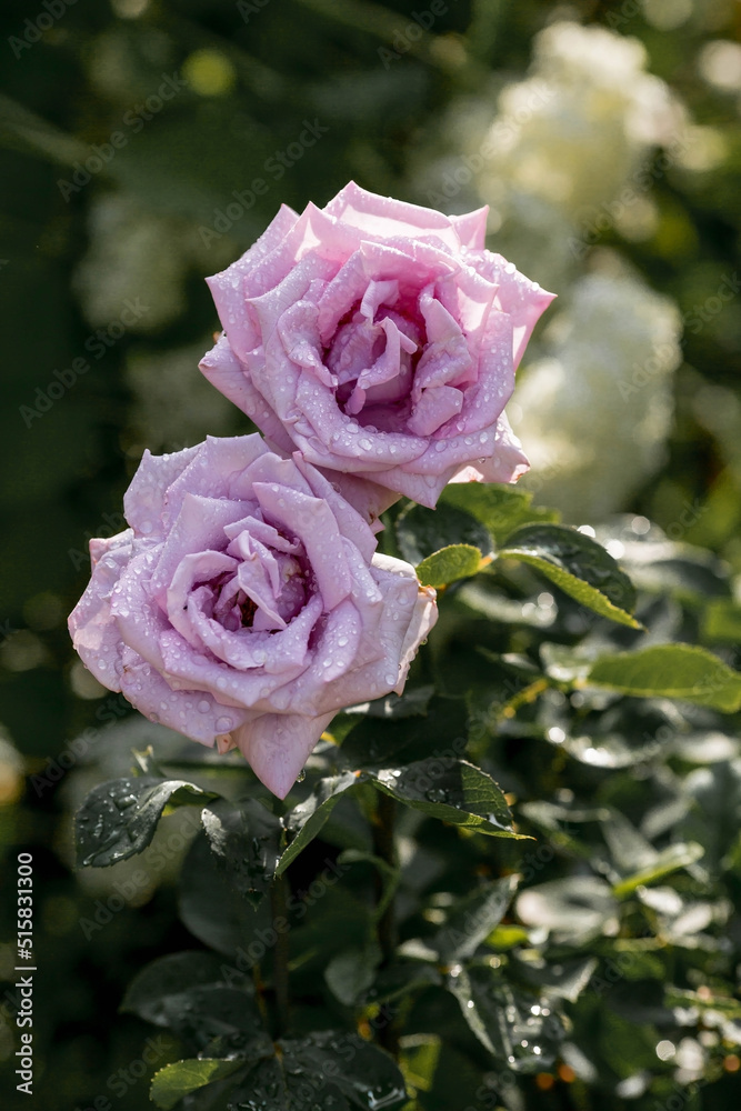A delicate purple rose of a beautiful fashionable shade is very peri with dew at dawn. Beautiful sunlight. The background image is green. Natural, environmentally friendly natural background. A delicate purple rose of a beautiful fashionable shade is very peri with dew at dawn. Beautiful sunlight. The background image is green. Natural, environmentally friendly natural background.