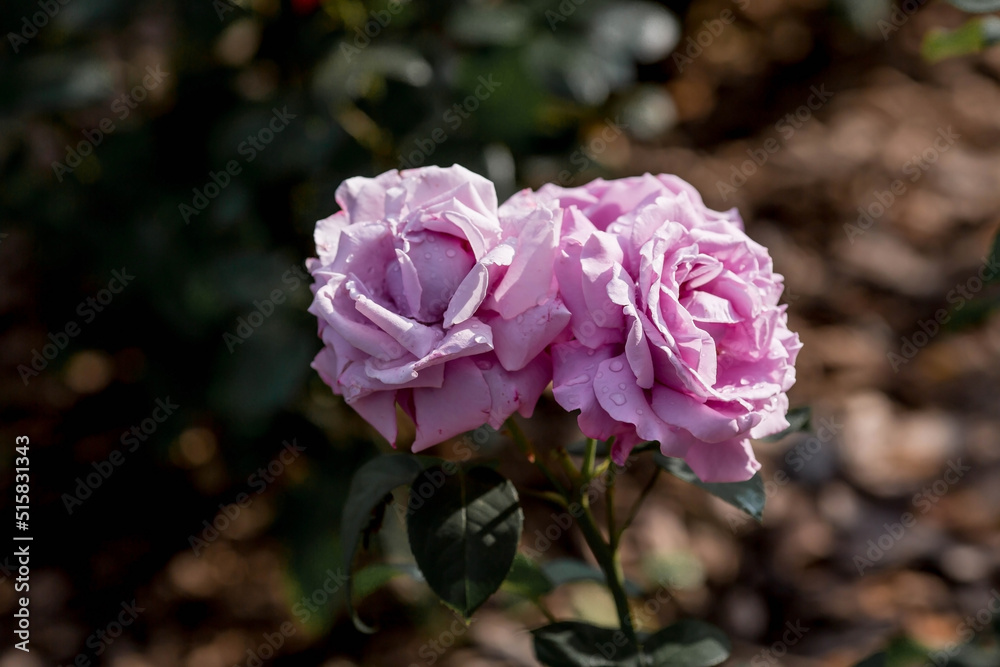 Fototapeta premium A delicate purple rose of a beautiful fashionable shade is very peri with dew at dawn. Beautiful sunlight. The background image is green. Natural, environmentally friendly natural background.