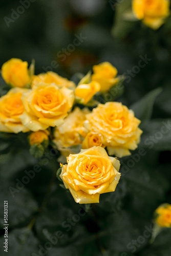 A bushy yellow rose with dew at dawn. An elegant twig and a bud. Beautiful sunlight. The background image is green and yellow. Natural  environmentally friendly natural background.