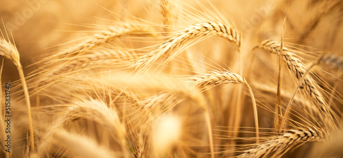 Luminous golden rye field. Natural landscape with ripe ears of rye for worldwide a nutritional concept. Close-up. photo