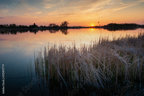 Reeds in the lake and a beautiful sunset