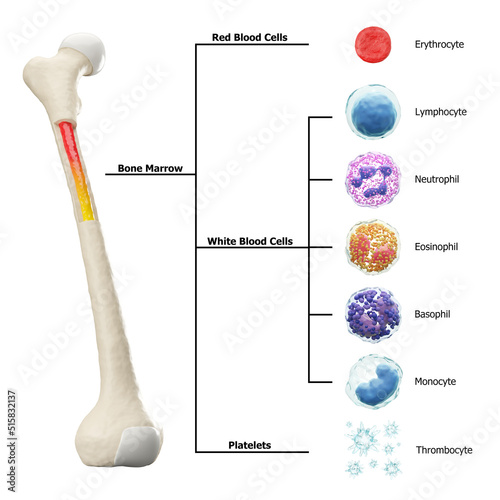 Bone marrow and blood cells formation diagram . Hematopoiesis . Femur bone with type of blood cell . Erythrocyte Lymphocyte Neutrophil Eosinophil Basophil Monocyte Thrombocyte . Isolated . 3D render . photo