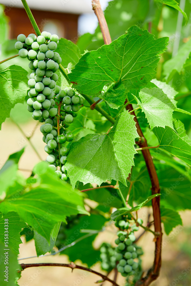 green grapes on grapevine in vineyard green grapes on grapevine in vineyard