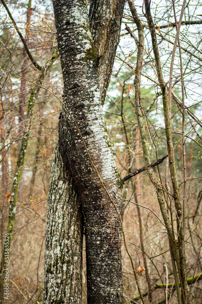 Two trees intertwined in the forest