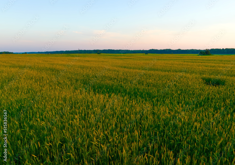 Wheat field on sunset. Barley field in agriculture harvest season. Farm harvesting in rye field at farm. Bread grain crops. Wheat and corn markets in crisis world’s breadbasket. Food inflation, hunger Wheat field on sunset. Barley field in agriculture harvest season. Farm harvesting in rye field at farm. Bread grain crops. Wheat and corn markets in crisis world’s breadbasket. Food inflation, hunger