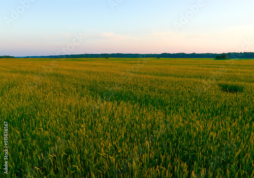 Wheat field on sunset. Barley field in agriculture harvest season. Farm harvesting in rye field at farm. Bread grain crops. Wheat and corn markets in crisis world   s breadbasket. Food inflation  hunger
