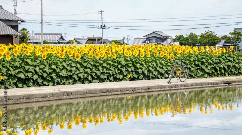 Obraz premium ヒマワリと水田と自転車