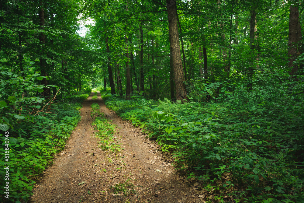 Dirt road through a beautiful green forest