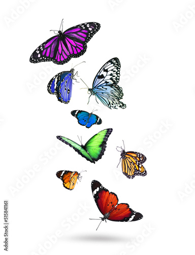 Many beautiful flying colorful butterflies on white background © New Africa