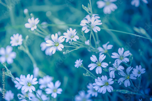 Fototapeta Naklejka Na Ścianę i Meble -  Gentle little white flowers grass meadow field blossom. Abstract spring nature background. Blooming petals, artistic soft green blue foliage. Relaxing nature close-up