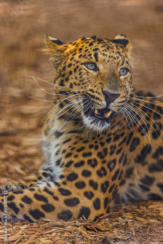 A wild Leopard seen on a safari in South Africa. Beautiful animal portrait, soft sunlight. Persian leopard (Panthera pardus saxicolor) 