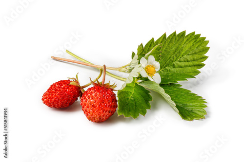 Wallpaper Mural Ripe strawberry (fragaria vesca) isolated on white background with leaf anf flower. Wild red woodland strawberry fruits. Two berries. Torontodigital.ca