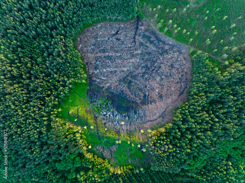 Forest destruction and felling of trees, drone view. Deforestation forest and Illegal logging. Cutting trees. Stacks of cut wood. Forests illegal disappearing. Deforestation, Forest destruction.