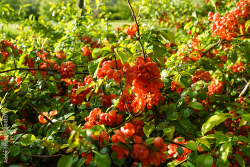 Closeup of bright red flowering Japanese quince or Chaenomeles japonica on the blurred garden background, selective focus photo