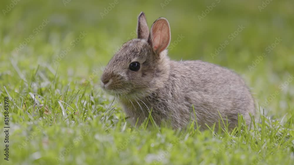 Wild Baby Rabbit sitting and eating on green grass. Sunny Spring Day. Slow Motion Wild Baby Rabbit sitting and eating on green grass. Sunny Spring Day. Slow Motion