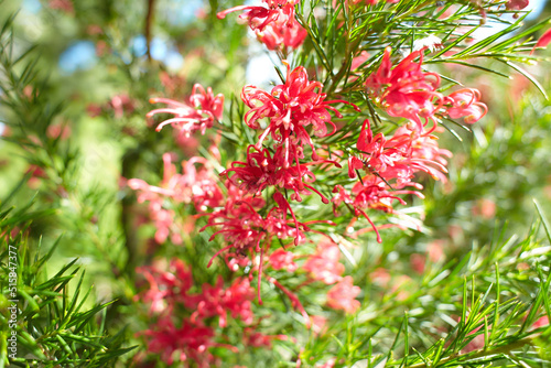 A Rosemary grevillea bush with small red flowers growing in a garden. Grevillea rosmarinifolia. Grevillea rosmarinifolia (rosemary grevillea), red flowers on tree branch photo