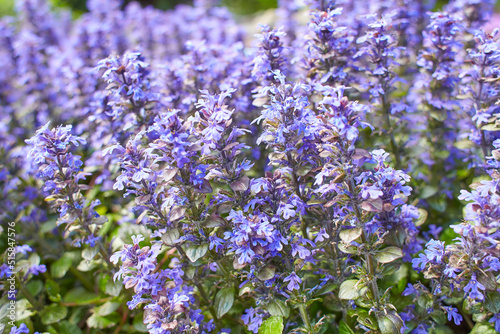 Violet carpet bugleweed flowers. Ajuga reptans or blue bugle plants growing in spring garden.
