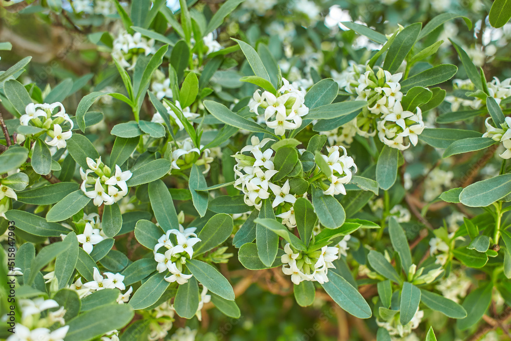 Daphnes flowers growing in Dublin, Ireland. Daphnes flowers growing in Dublin, Ireland.
