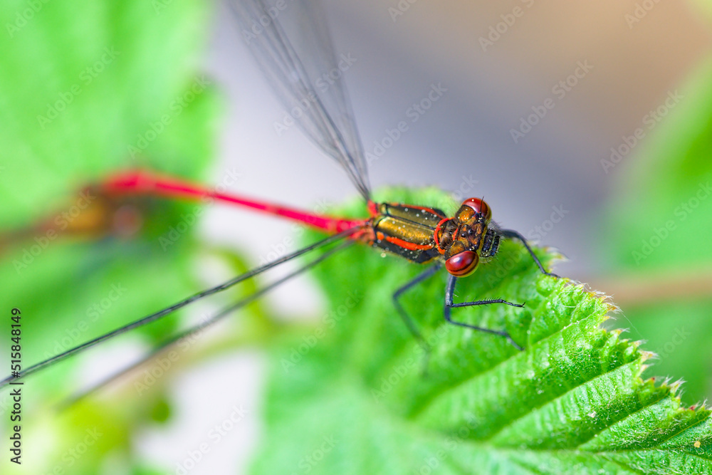 Macro of damselfly Pyrrhosoma nymphula on a leaf Macro of damselfly Pyrrhosoma nymphula on a leaf
