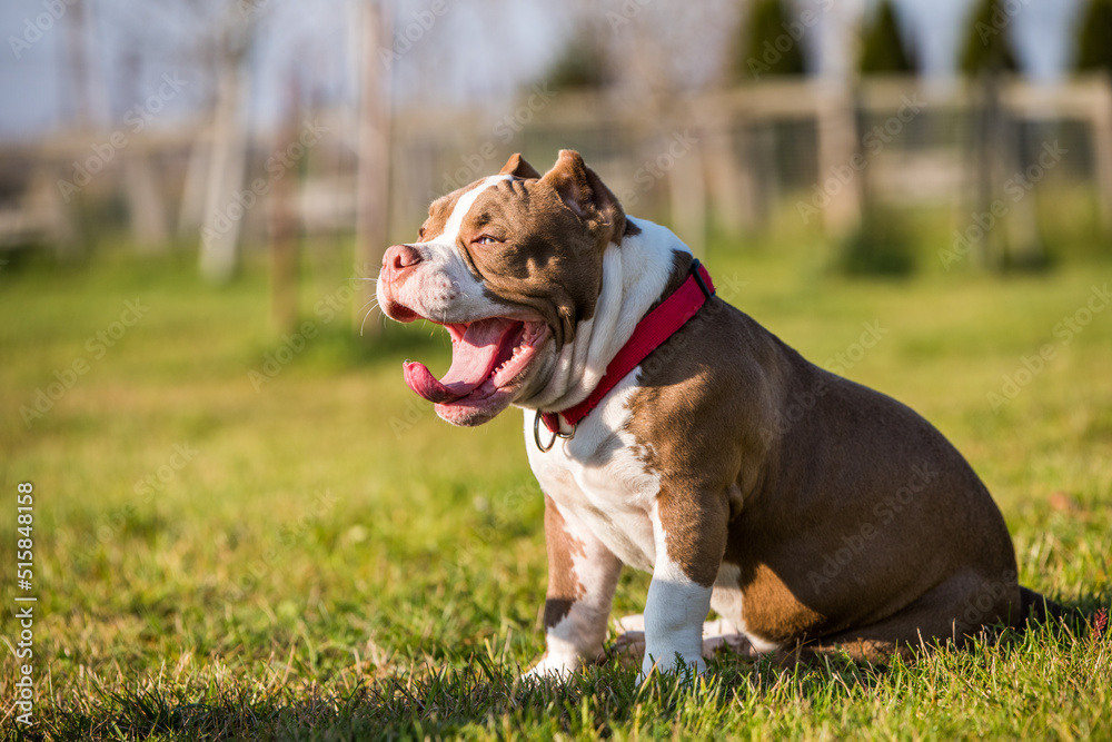 Chocolate color American Bully dog yawns green grass Chocolate color American Bully dog yawns green grass