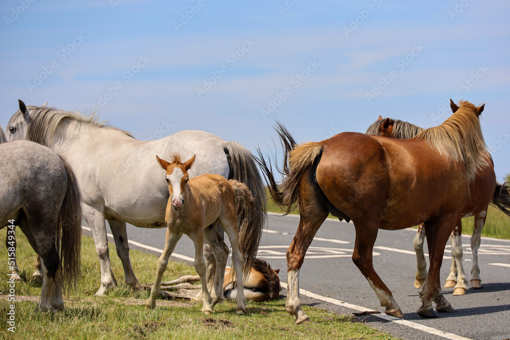 herd of horses with foal