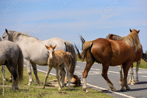 herd of horses with foal © SeanMichaelPritchard