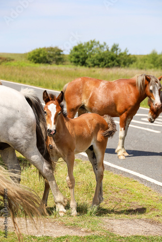 Tableau sur toile foal by the road