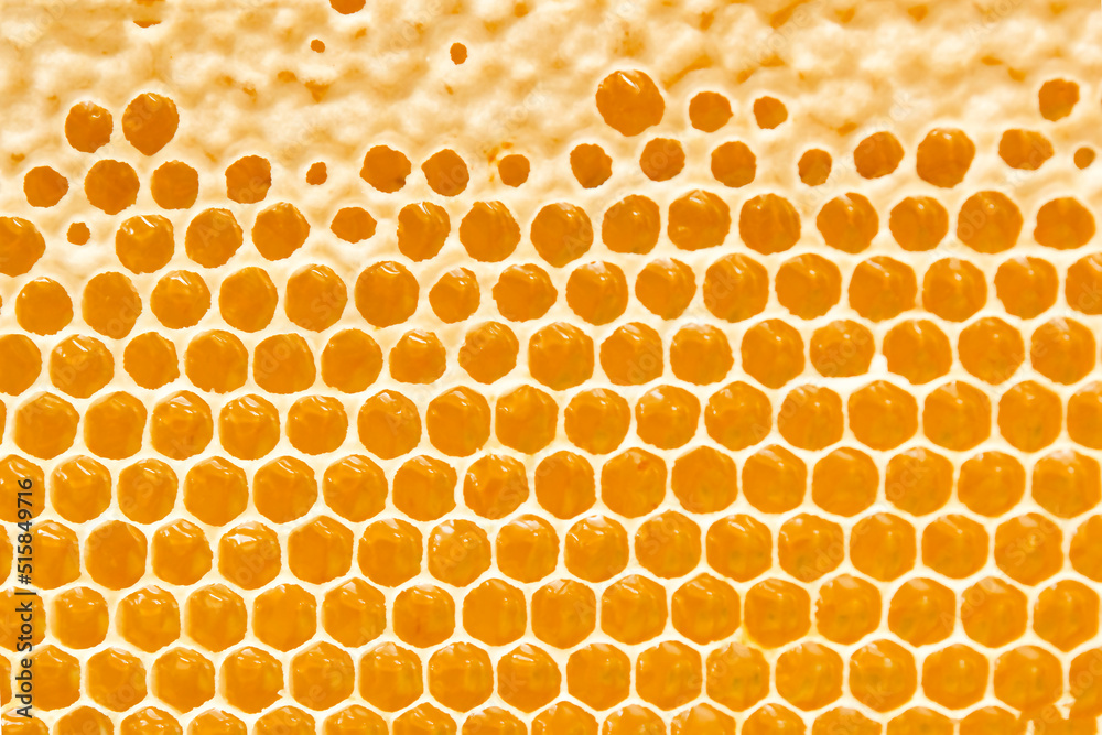 Honeycombs with sweet golden honey on whole background, close up. Background texture, pattern of section of wax honeycomb