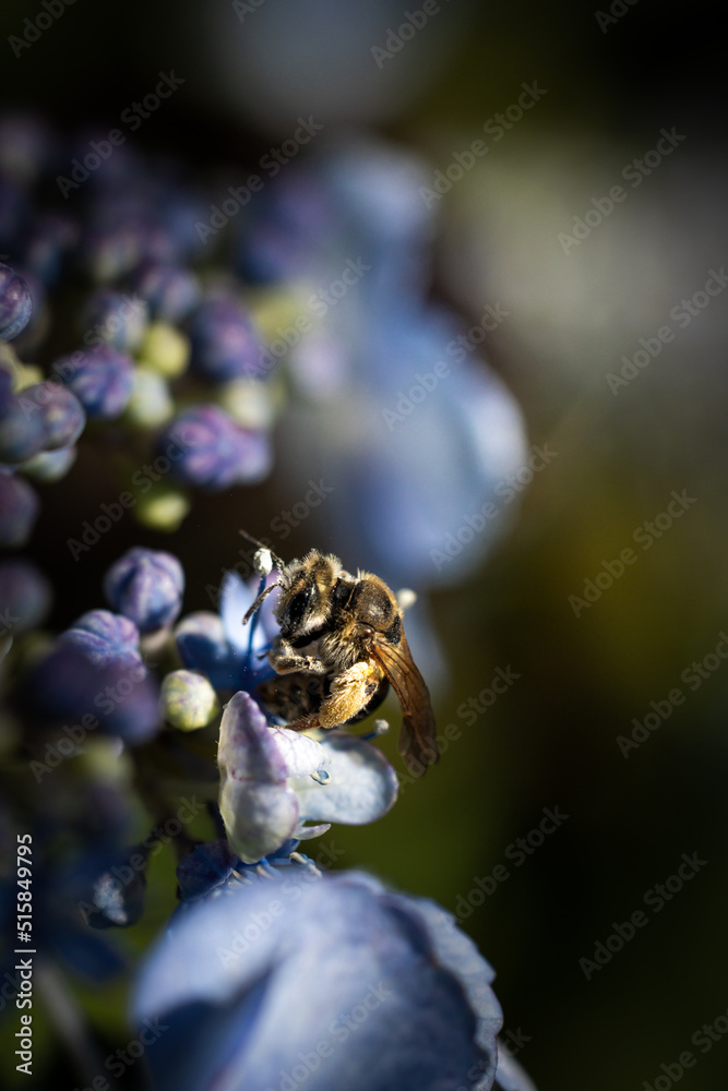bumblebee on a blue flower bumblebee on a blue flower