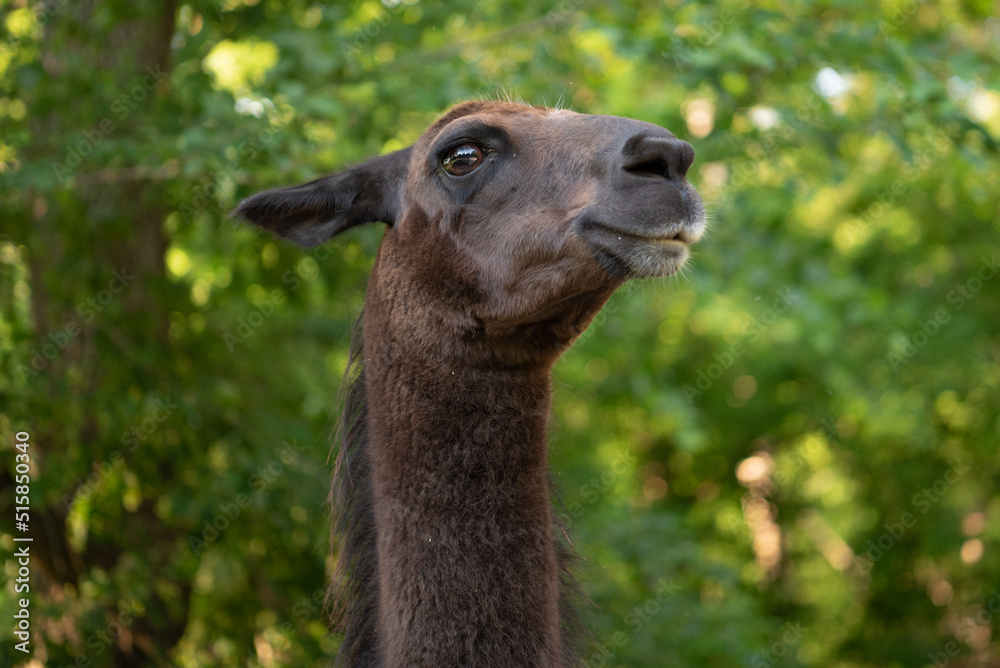 Closeup shot of the brown llama head in the green field