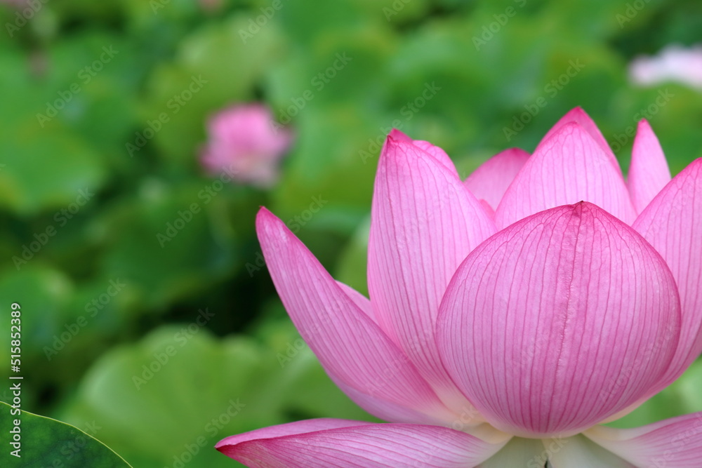 Obraz premium ハスの花 大賀蓮 (高知県 土佐市 蓮池公園)