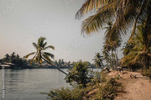 Palm tree overhanging on the Mekong River on the 4000 islands Don Det in southern Laos on a sunny day with a sandy pathway on the right side