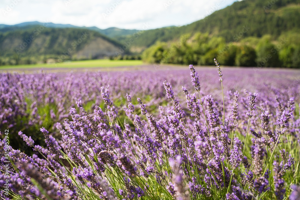 Obraz premium Field of lavender in Drome France with green hill backdrop. Beautiful summer landscape on a bright sunny day. Eco responsible sourcing of essential oils and makeup ingredients