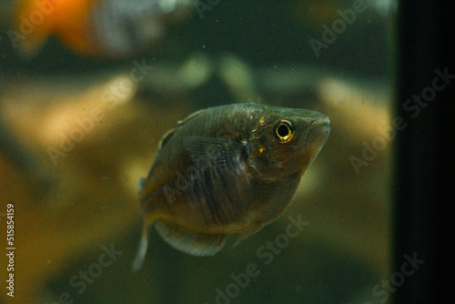  A small fish swims in an aquarium