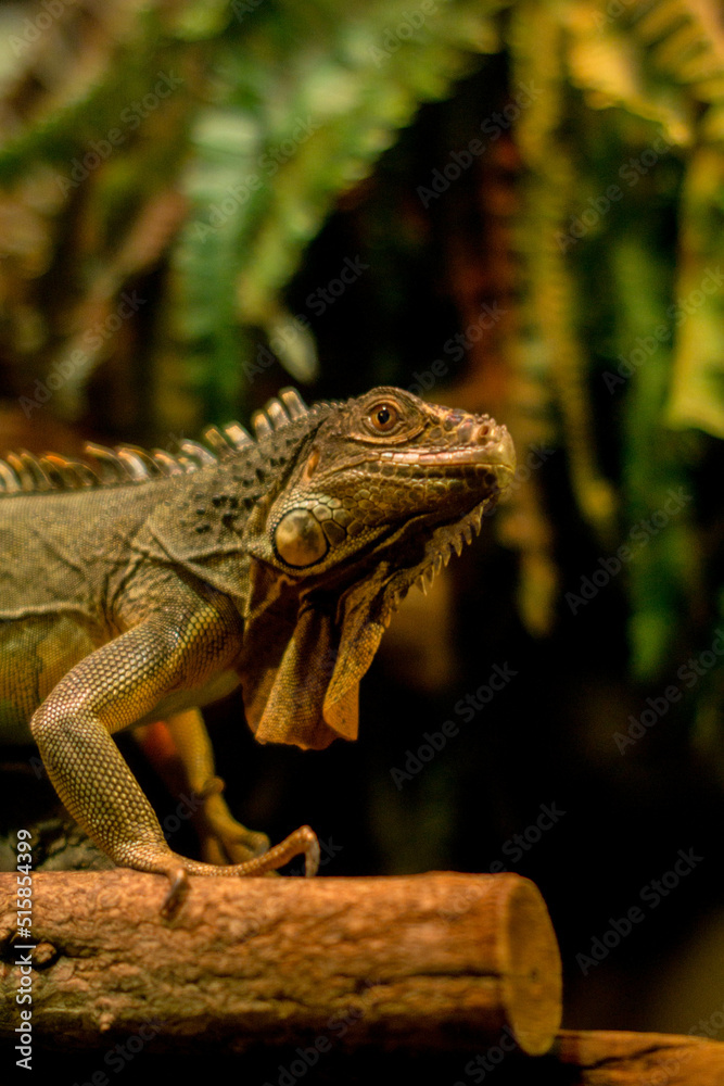 Fototapeta premium Lizard sitting on a branch, indoor photo