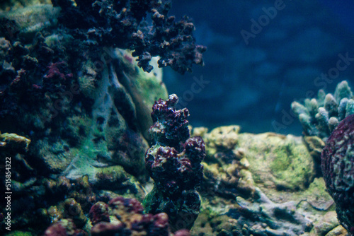  Sea corals in the aquarium