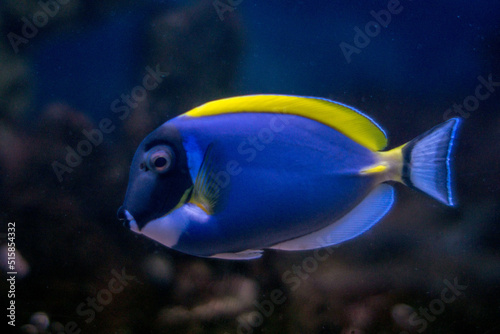  Sea fish of purple and yellow color swims in the aquarium