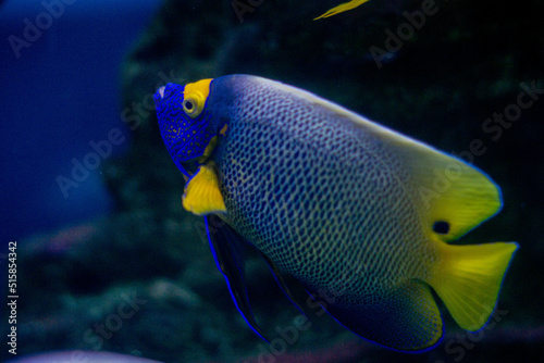  Sea fish of purple and yellow color swims in the aquarium