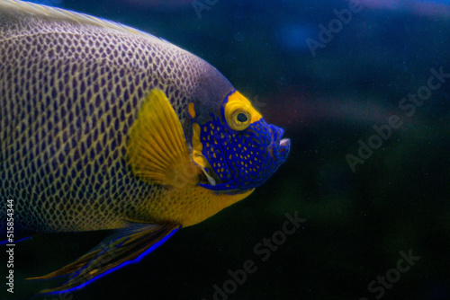  Sea fish of purple and yellow color swims in the aquarium © Никита Рябкин