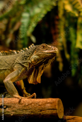 
Lizard sitting on a branch, indoor photo