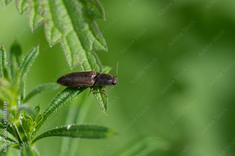 Agriotes lineatus - Lined click beetle - Taupin des moissons Agriotes lineatus - Lined click beetle - Taupin des moissons